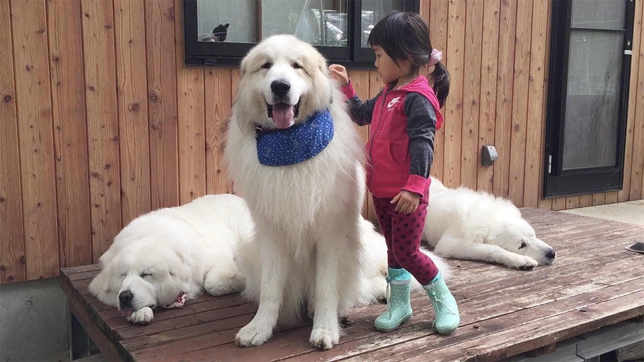 クッキーちゃんのお家で可愛いお友達に会いました Great Pyrenees グレートピレニーズ Youtube