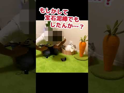 犯罪を疑いまくる猫 #Shorts