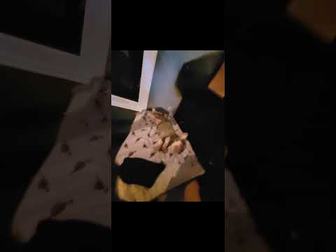 Arlo edit #youtubeshorts #ytshorts #dog #viral #arlo #doggys #dawgs #ytshort