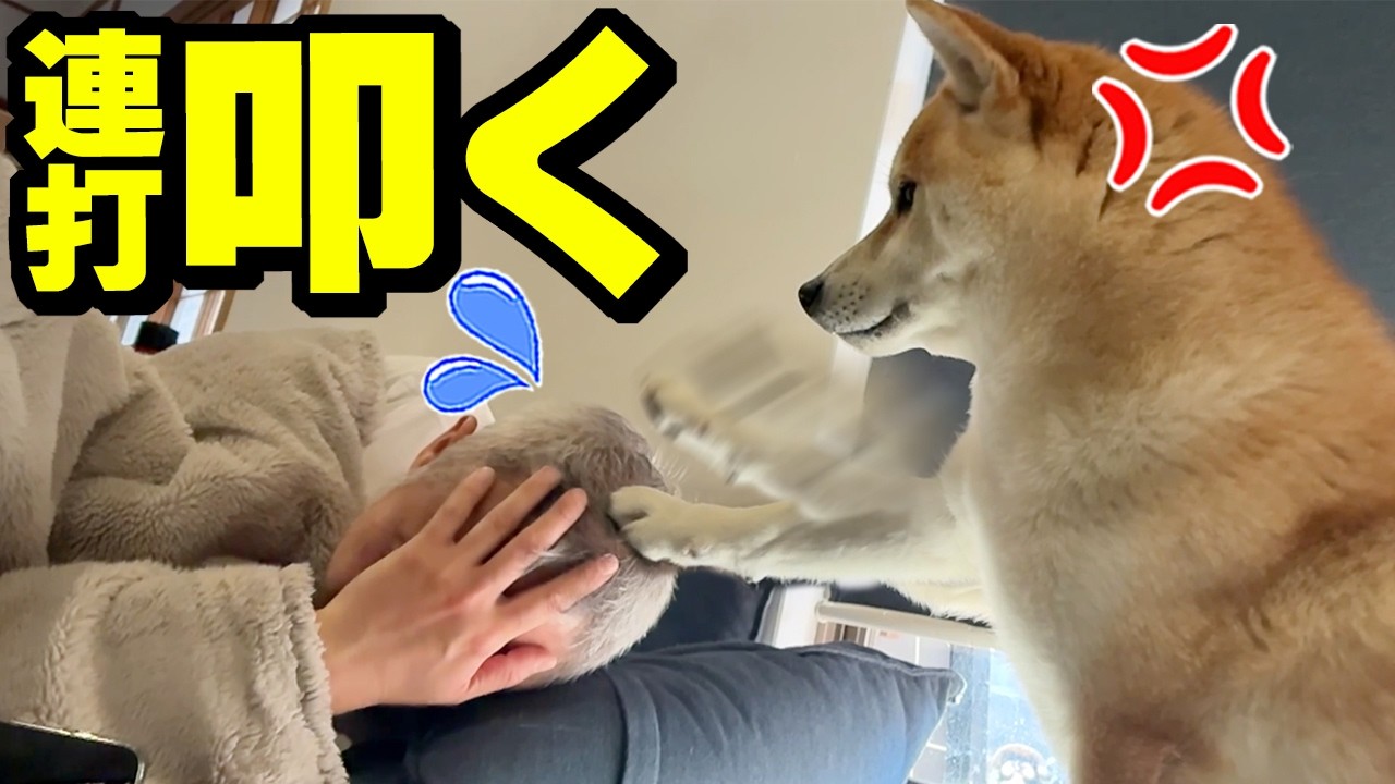 ブチ切れた柴犬が犬パンチを炸裂しパパの頭皮が大変な事になりました…
