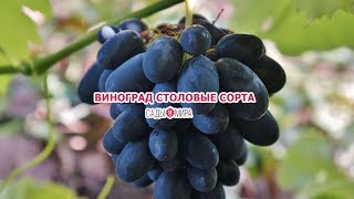 ВИНОГРАД СТОЛОВЫЕ СОРТА.УЖЕ В ПРОДАЖЕ ВИНОГРАД СТОЛОВЫЕ СОРТА.УЖЕ В ПРОДАЖЕ