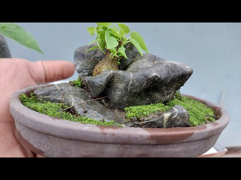 Video CÂY SI GHÉP ĐÁ SAU 2 NĂM - youtube