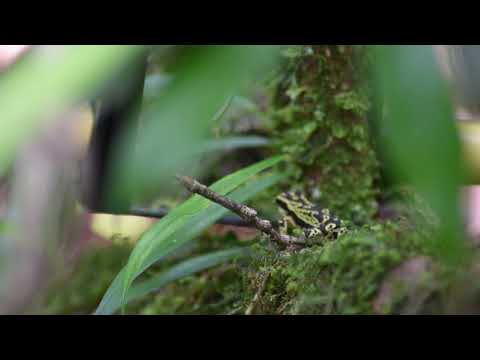 Atelopus spumarius sensu lato "semaphoring"