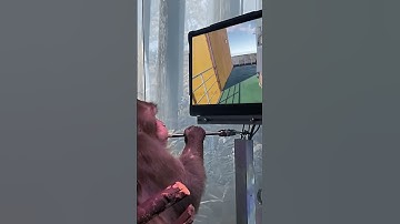 Monkey Beamer #rust #rustconsole #rustpc #meme #greenscreen #monkey