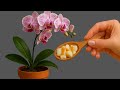 Just Pour 1 Spoon Immediately 100 Roots Will Appear And Bloom All Year Round Just Pour 1 Spoon Immediately 100 Roots Will Appear And Bloom All Year Round