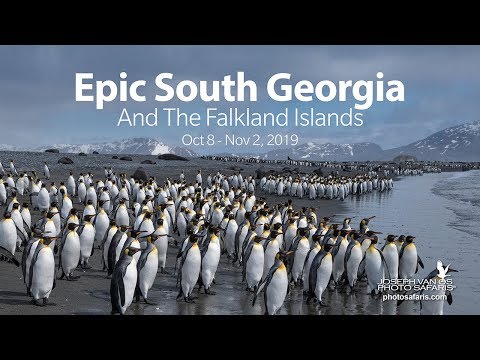 Video: Wildlife Of South Georgia Island [foto's] - Matador Network