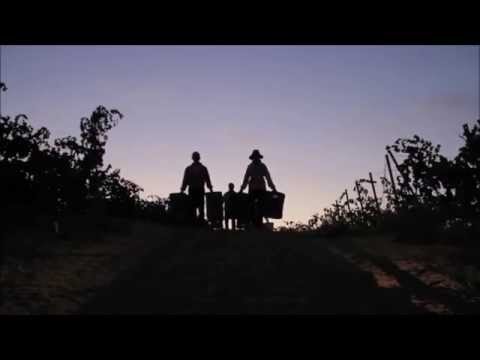 Grape Harvesting in Nemea KALIMERA travel