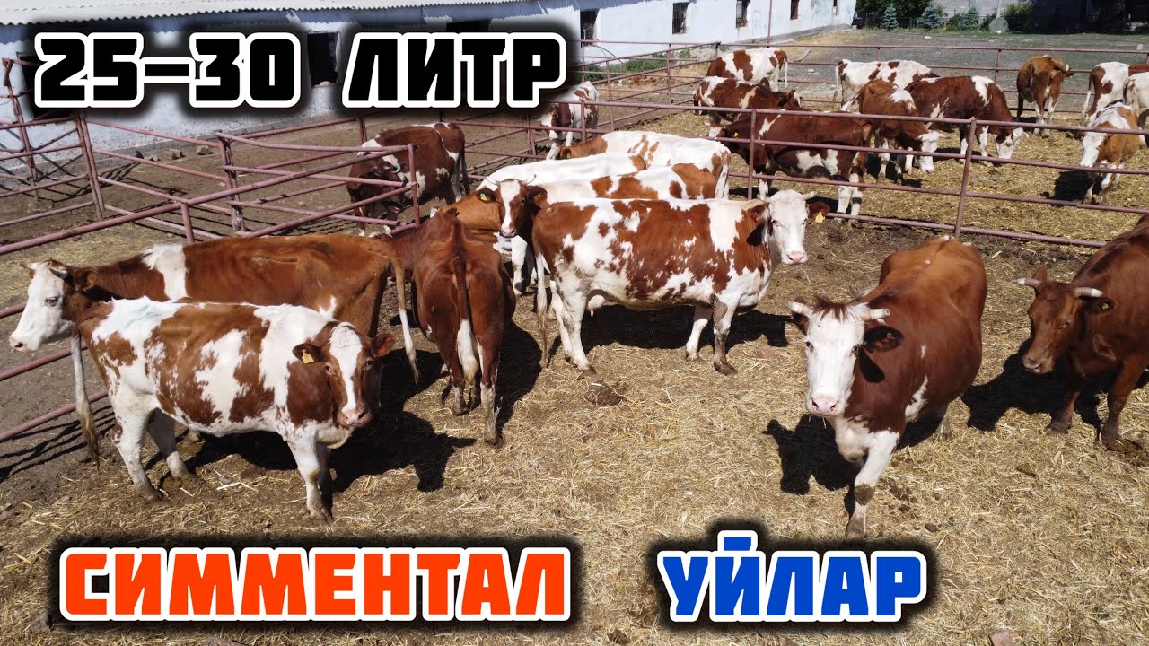 СИММЕНТАЛ БООЗ УЙЛАР сатылат🤚🏼 25-30 литр СҮТ БЕРЕТ дейт