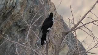 Pied Cuckoo by Saudi Birding 118 views 9 months ago 37 seconds