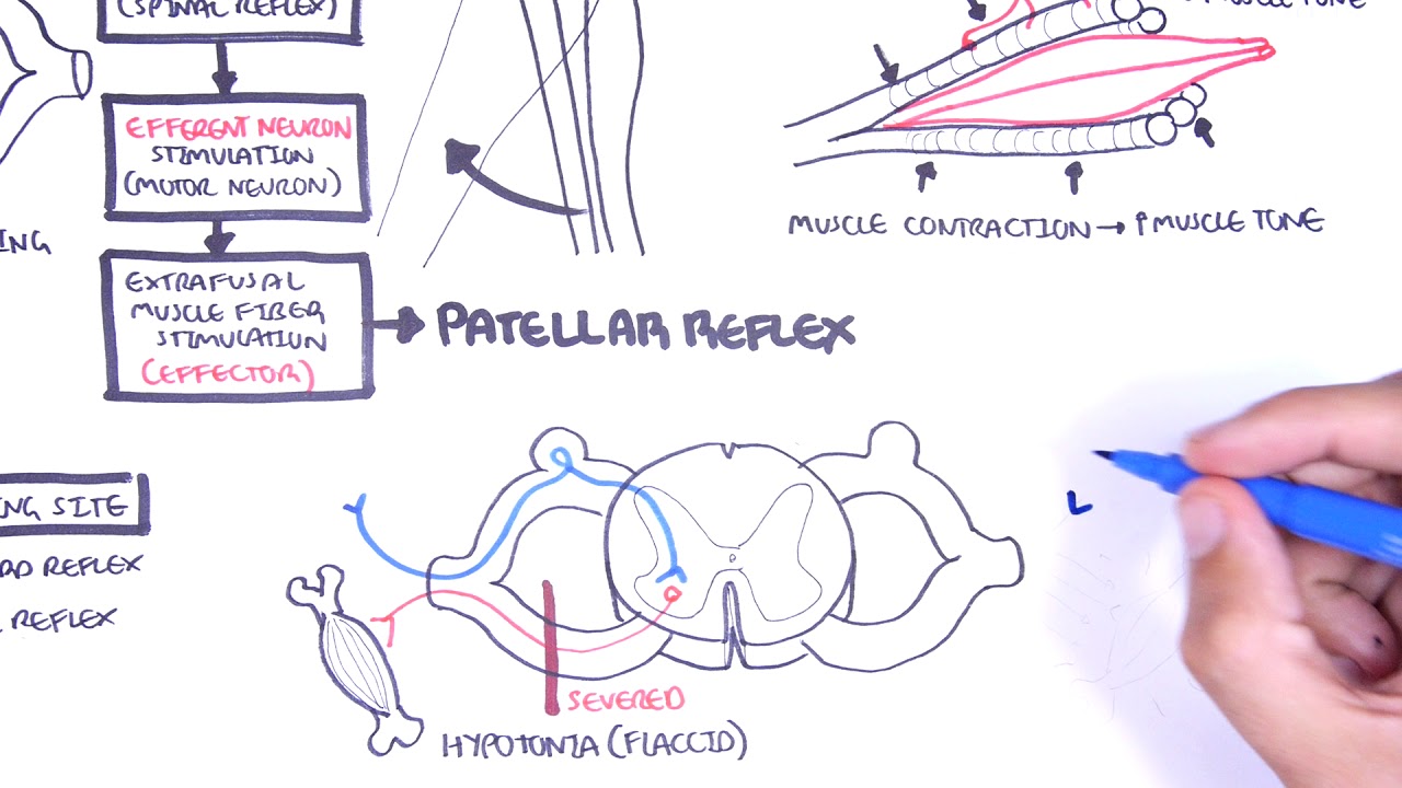 Introduction to how reflexes work - reflex arc, monosynaptic and  polysynaptic reflexes