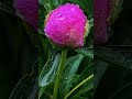 Beautiful flower in May #lanct #gardening #flowers #spring #flowergarden