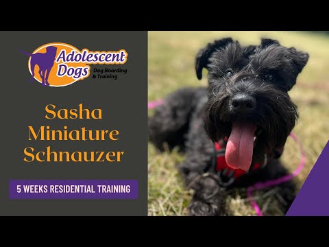 Sasha the Miniature Schnauzer - 5 Weeks Residential Dog Training