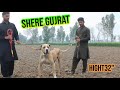 Bully dog shere gujrat  pakistani famous bully dog  sial daily vlog  champion bully