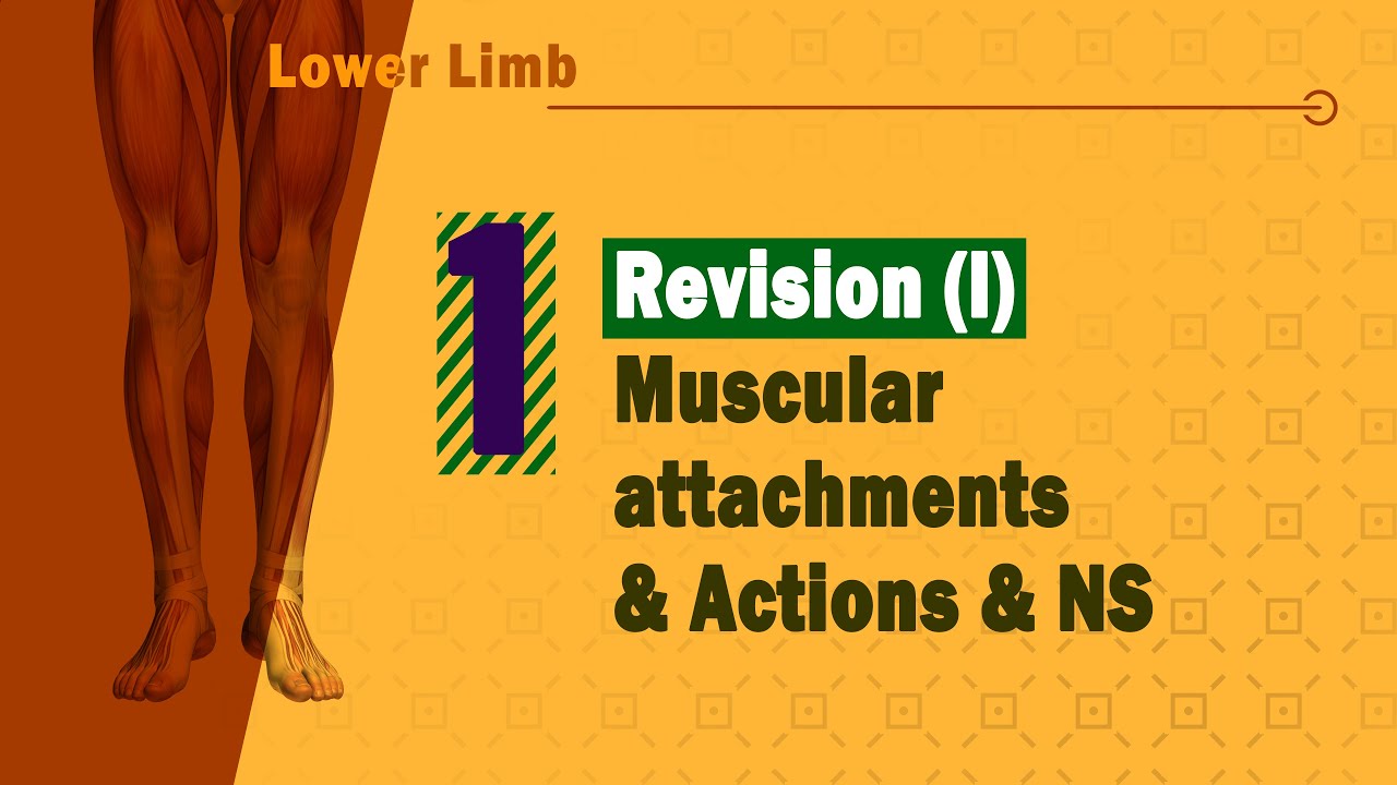 𝟎𝟏. 𝐋𝐨𝐰𝐞𝐫 𝐥𝐢𝐦𝐛 (𝐑𝐞𝐯𝐢𝐞𝐰: 𝐌𝐮𝐬𝐜𝐮𝐥𝐚𝐫 𝐚𝐭𝐭𝐚𝐜𝐡𝐦𝐞𝐧𝐭𝐬 + 𝐀𝐜𝐭𝐢𝐨𝐧𝐬 + 𝐍𝐞𝐫𝐯𝐞 𝐬𝐮𝐩𝐩𝐥𝐲) 🦵🎯