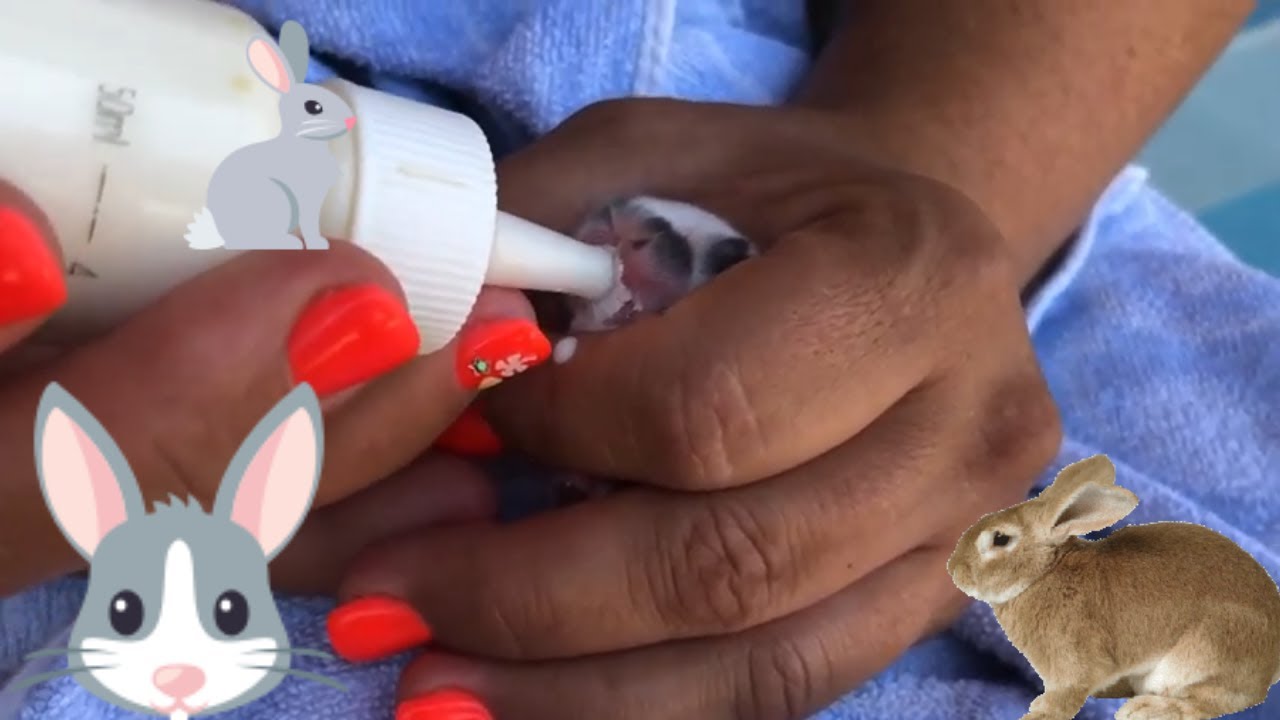 Hranim puii de iepure cu biberonul !