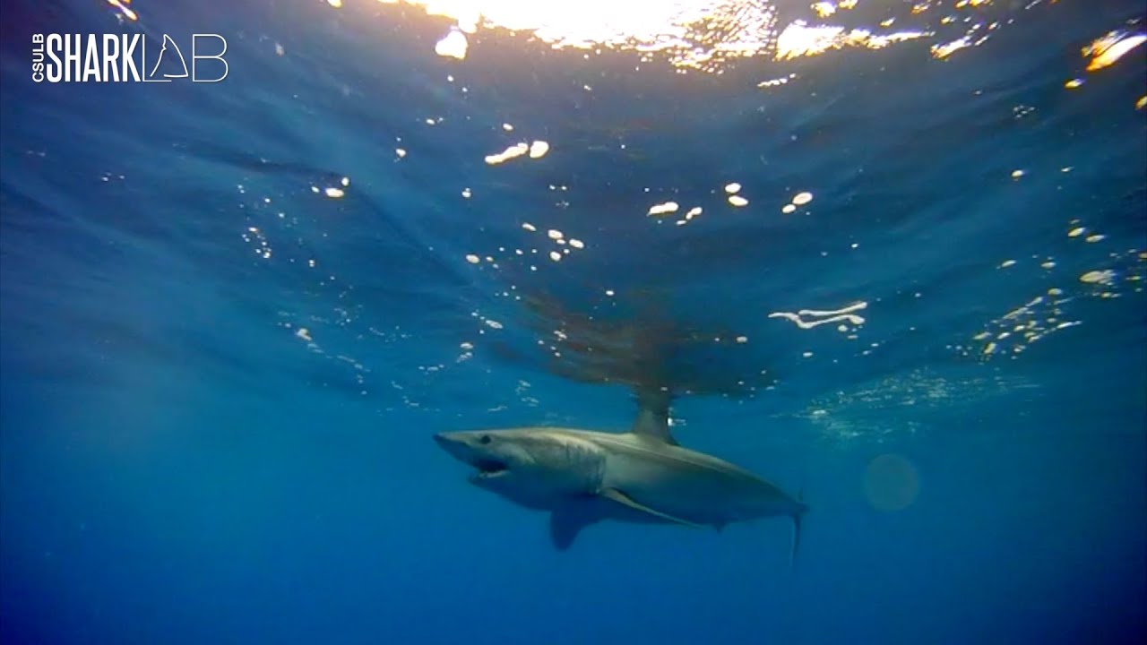 Mako Shark Underwater Shots YouTube