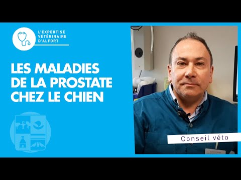 Vidéo: Maladie de la prostate chez le chien