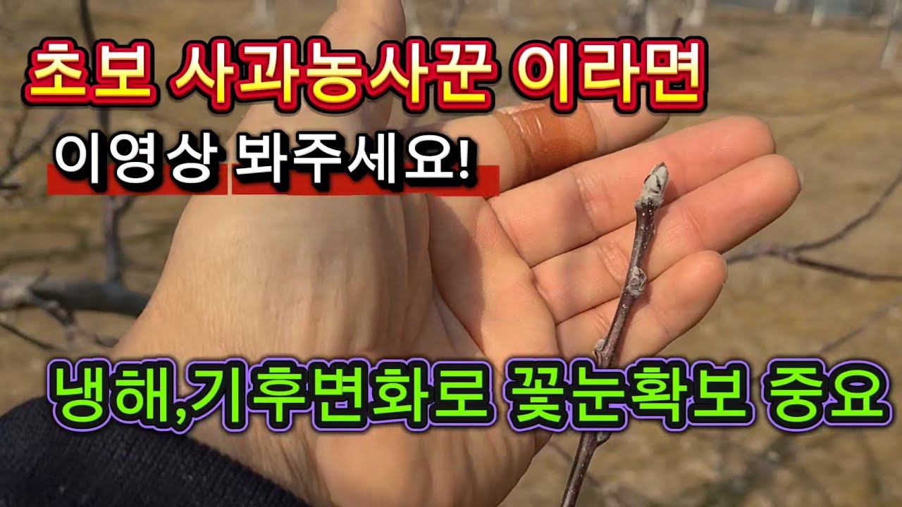 부사사과 꽃눈 만들기 냉해 기후변화로 꽃눈을 많이 확보하자!