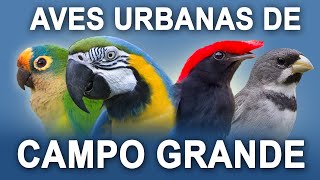 PASSARINHANDO na CIDADE de CAMPO GRANDE  MS | Aves urbanas da capital da observação de aves!