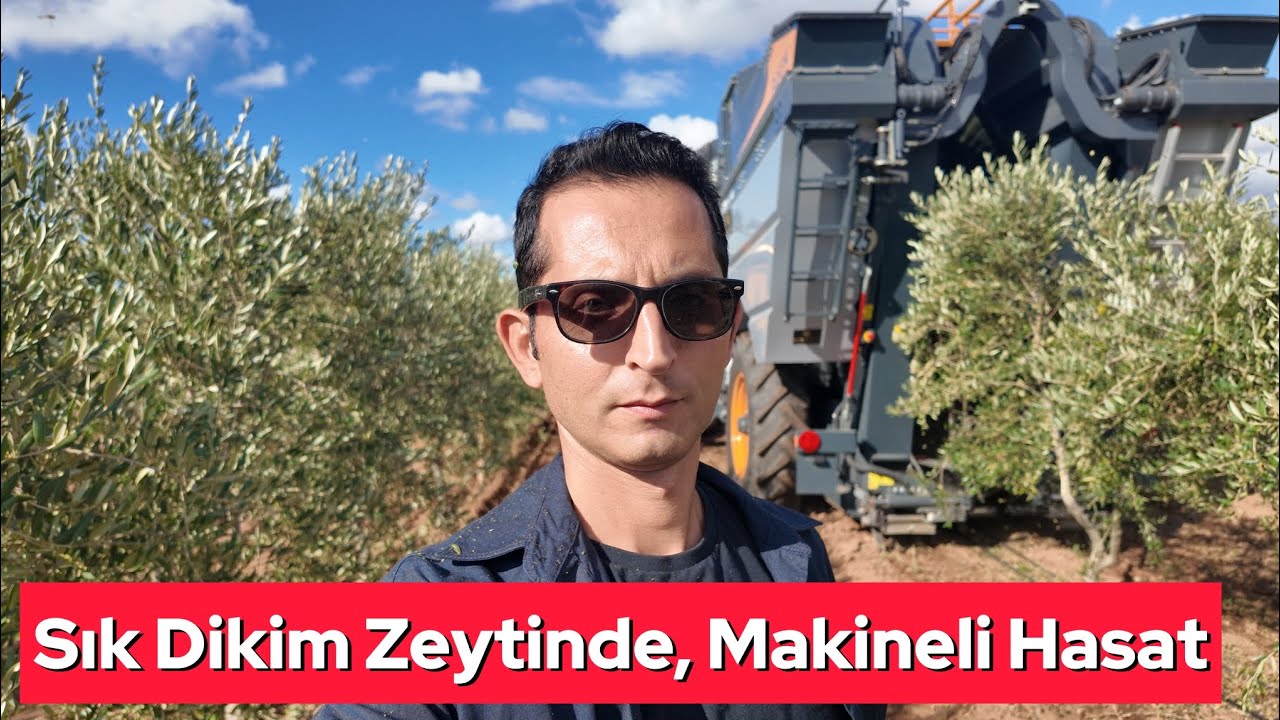Sık Dikim Zeytinde, Makineli Hasat Nasıl Oluyor?