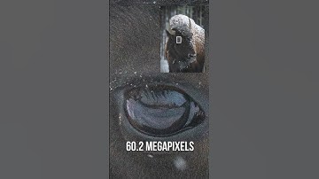 The difference between 60 megapixels and 12 megapixels is... NOT A LOT!