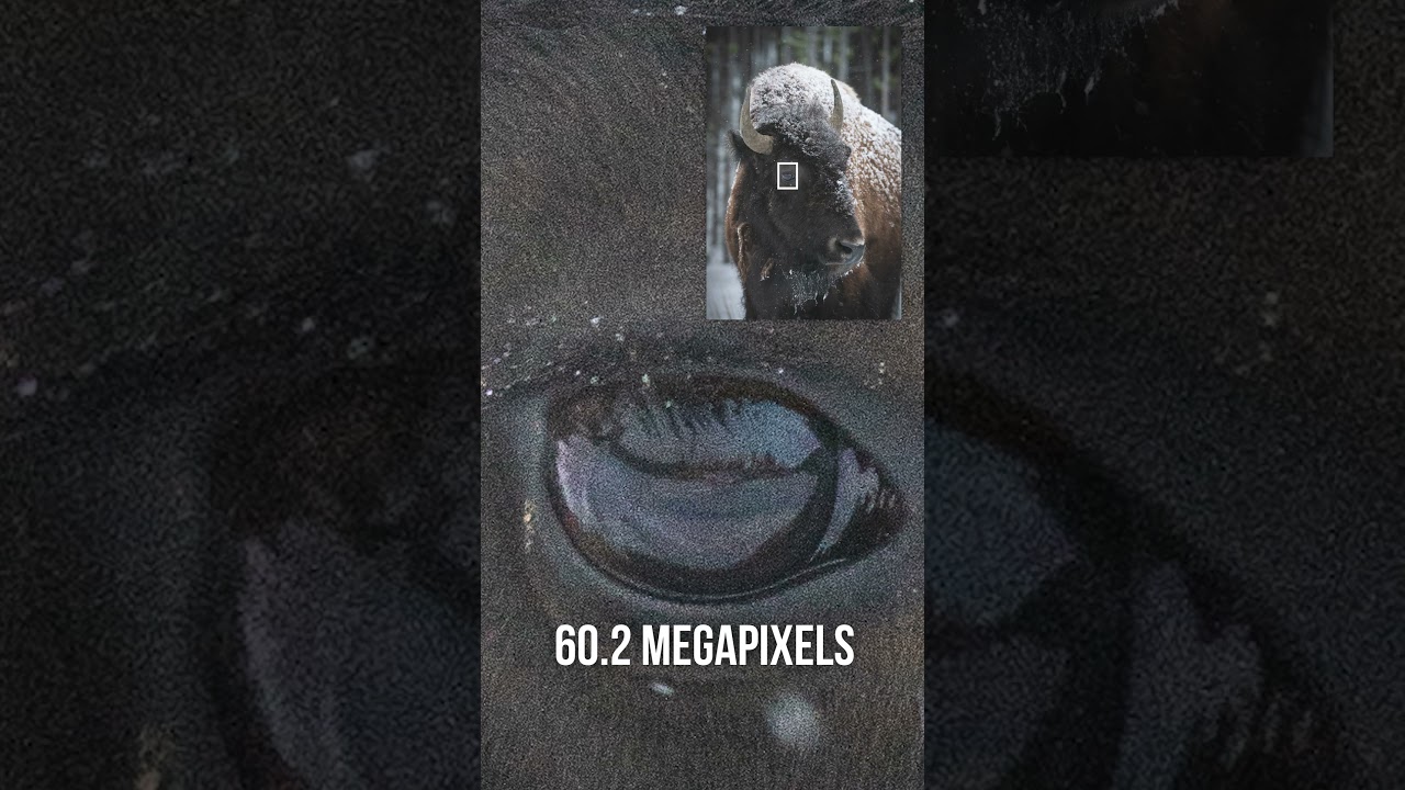 The difference between 60 megapixels and 12 megapixels is... NOT A LOT!