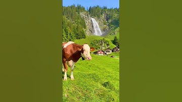 صوت تخشع له القلوب القارئ (محمدسعد الفلاحجي)