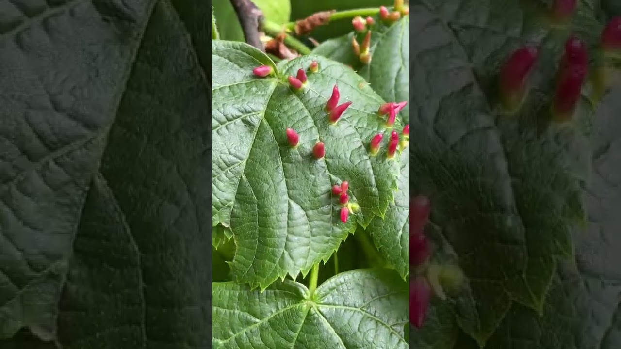 Large-leaved lime - leaves & Lime nail galls close up - May 2022