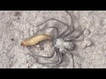 Sicarius Terrosus (sand spider).Release the kraken. Please see pinned comment.