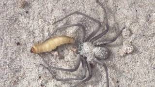 Sicarius Terrosus (sand spider).Release the kraken. Please see pinned comment.
