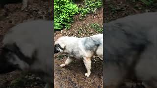 Ilyrian Dog, the best dog in the world