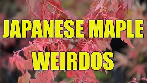 Japanese Maple Weirdos Part 1 | Saturday Showcase