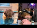Funny Animal Voiceovers: Behind The Scenes (Ep.1)