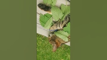 Rocketcat Leeloo catnip and zoomies #cat #zoomies #catnip