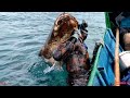 Full ikan kerapu tigersunu dan stricke kerapu tiger babon  spearfishing indonesa