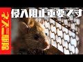 埼玉県でネズミを駆除しました
