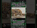Why You NEVER Mess With a Protective Tiger Mom! 🐯🌊 #wildlife #tigers #tigercubs