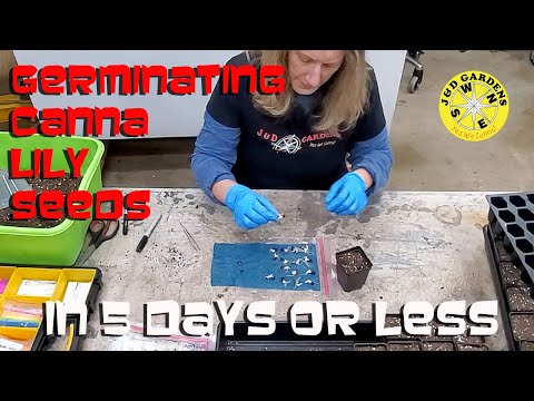 Video: Canna Seed Propagation - How To Germinate Canna Lily Seeds