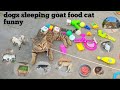 Dog sleeping  goat food cat funny violation97sss youtube channel india village viral funny india