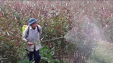 An toàn thực phẩm: Nguy cơ nhiễm độc thuốc bảo vệ thực vật