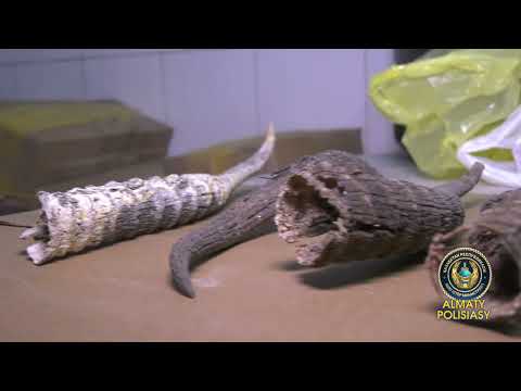 Алматыда Қытай азаматынан 4,5 мыңға жуық ақбөкен мүйізі тәркіленді