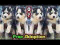 FREE FREE ! Husky Puppies Free Adoption || Adoption Husky Puppies||#pets4home