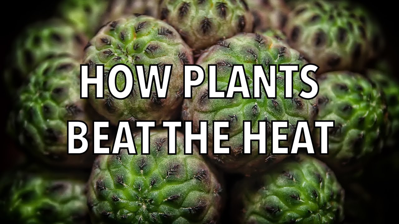 How Plants Beat the Heat YouTube
