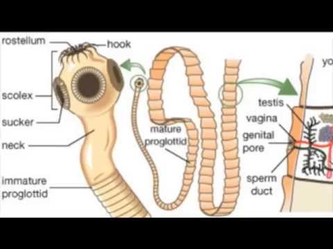 Introduction to Parasitology | مقدمة في علم الطفيليات
