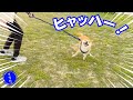 久々の公園にヒャッハー、ネモフィラ畑に誘われて【豆柴ころた】