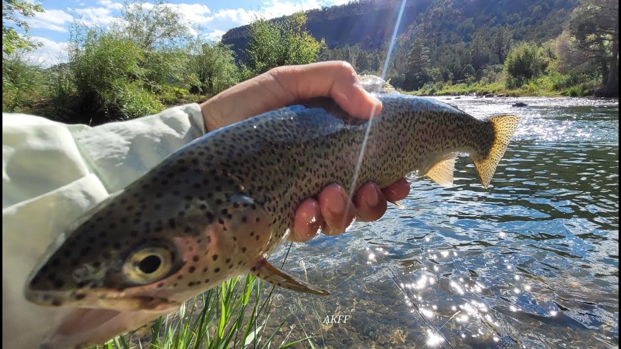 Uncompargre River Fly Fishing During Lunch Break on the way home from Strawberry River