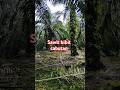 Penampakan sawit habis di peruning #sawit #yusrilsawit #lansirsawit #pemupukansawit #peruningsawit