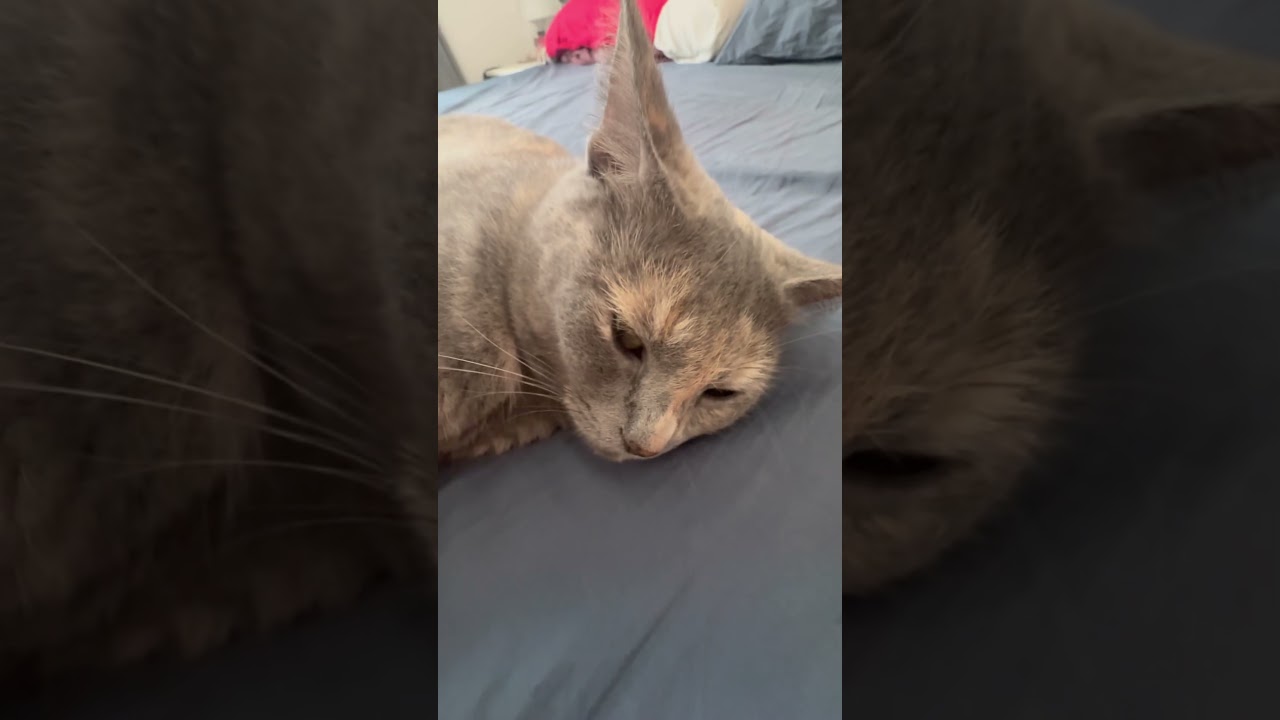 Домашние коты ))