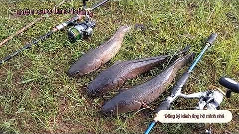 Câu rê câu lure cá lóc / thời tiết thích hợp đánh nhái nhảy cá sắt /Thiên caro lure fishing