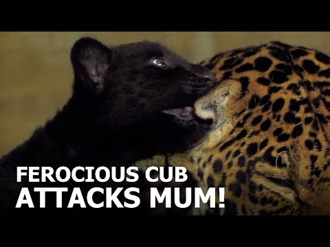 Baby Jaguar VS Keira's EAR! - The Big Cat Sanctuary